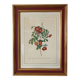 Vintage framed botanical poster