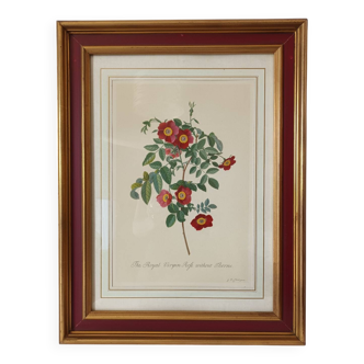 Vintage framed botanical poster