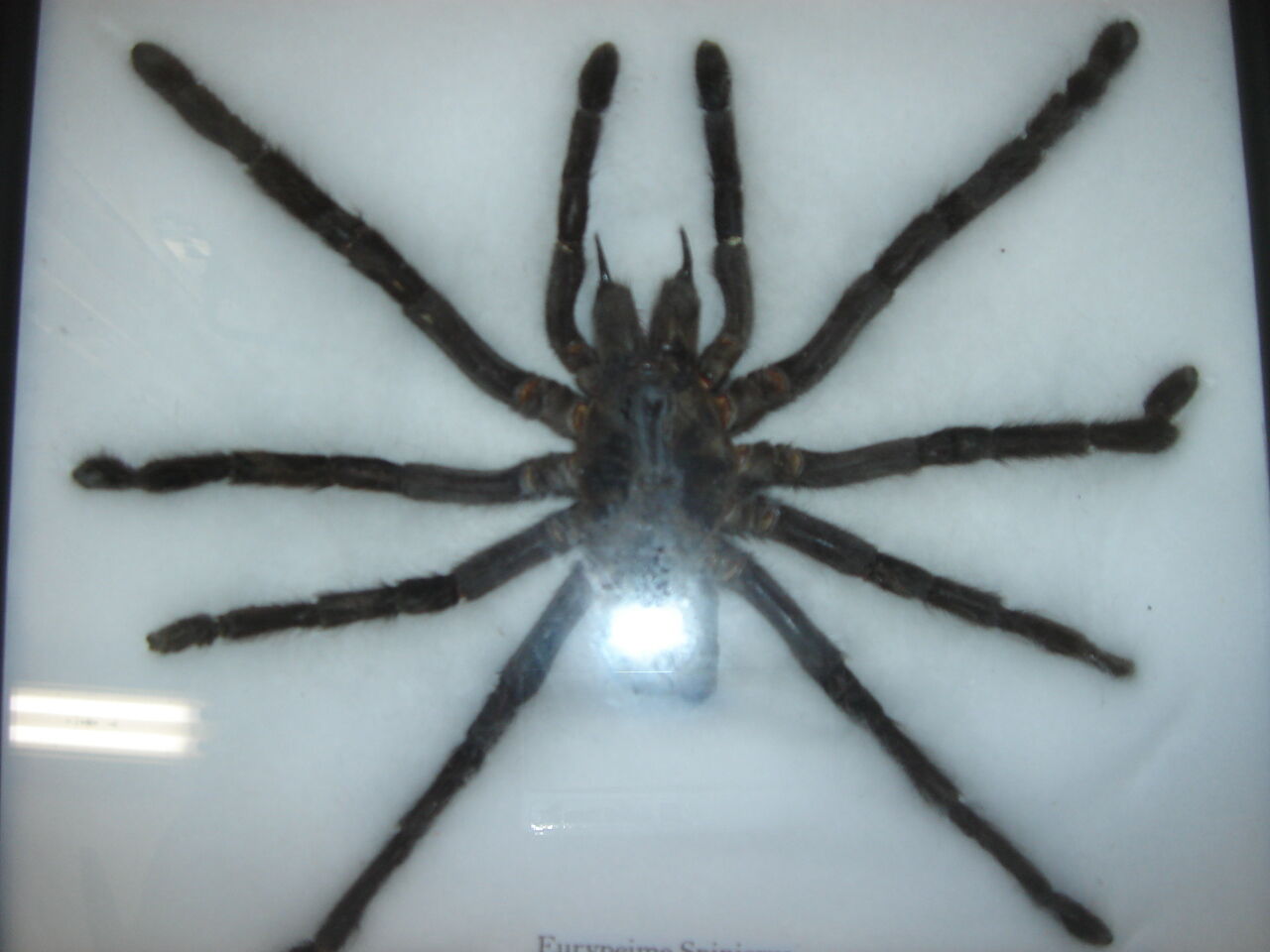 Naturalized spider Tarantula, tarantulas: Eurypeime Spinicrus