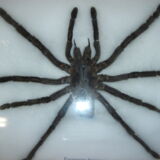 Naturalized spider Tarantula, tarantulas: Eurypeime Spinicrus