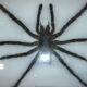 Naturalized spider Tarantula, tarantulas: Eurypeime Spinicrus