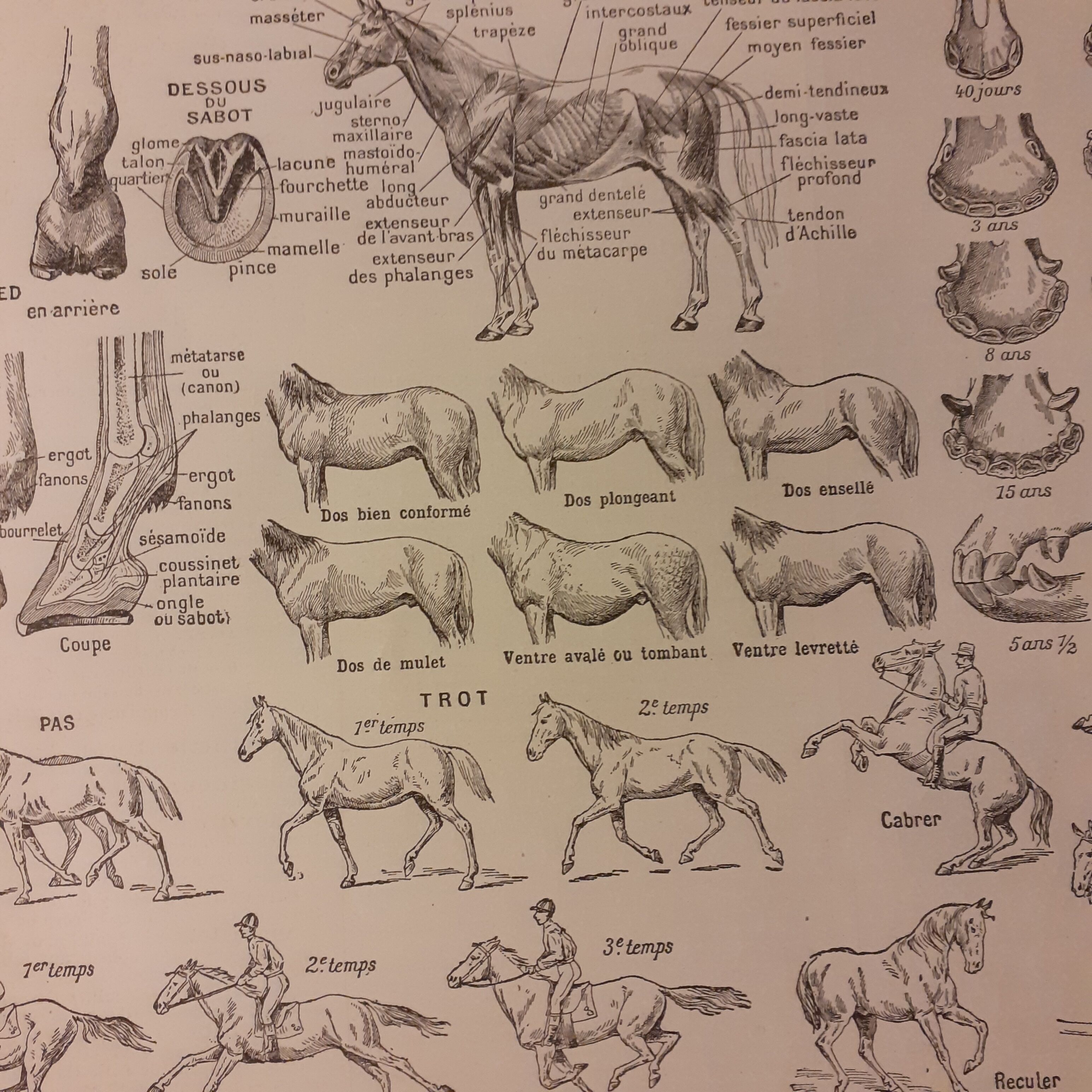 Lithographie sur le cheval de 1922