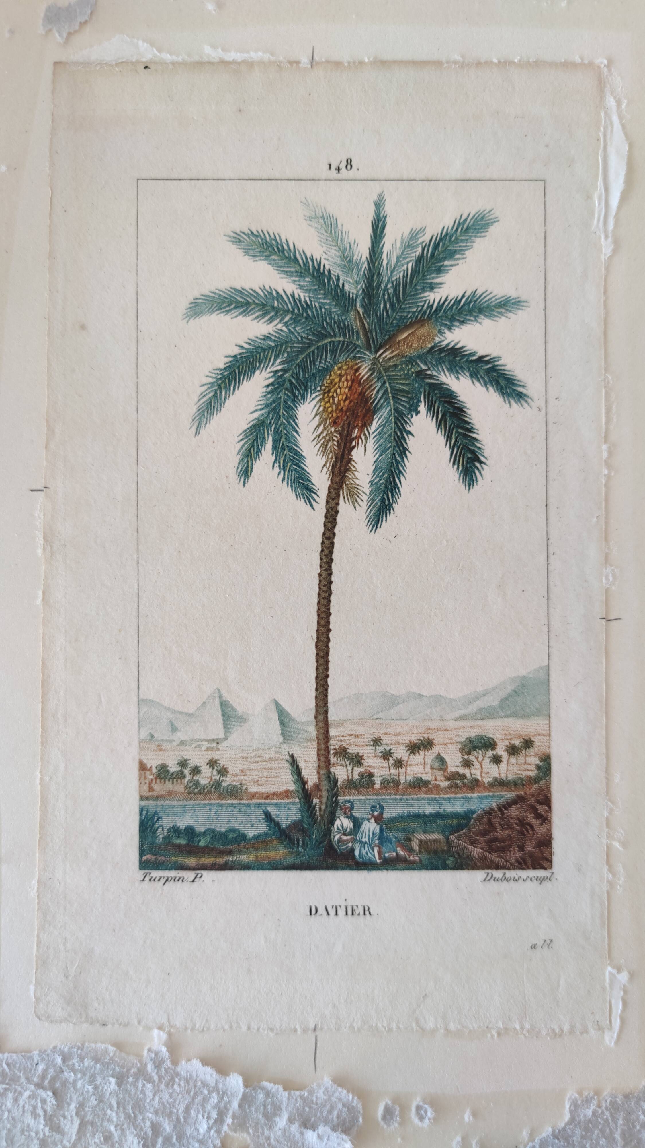 Datier framed botanical engraving by Turpin circa 1800