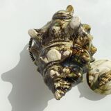 Seashell tea barbotine