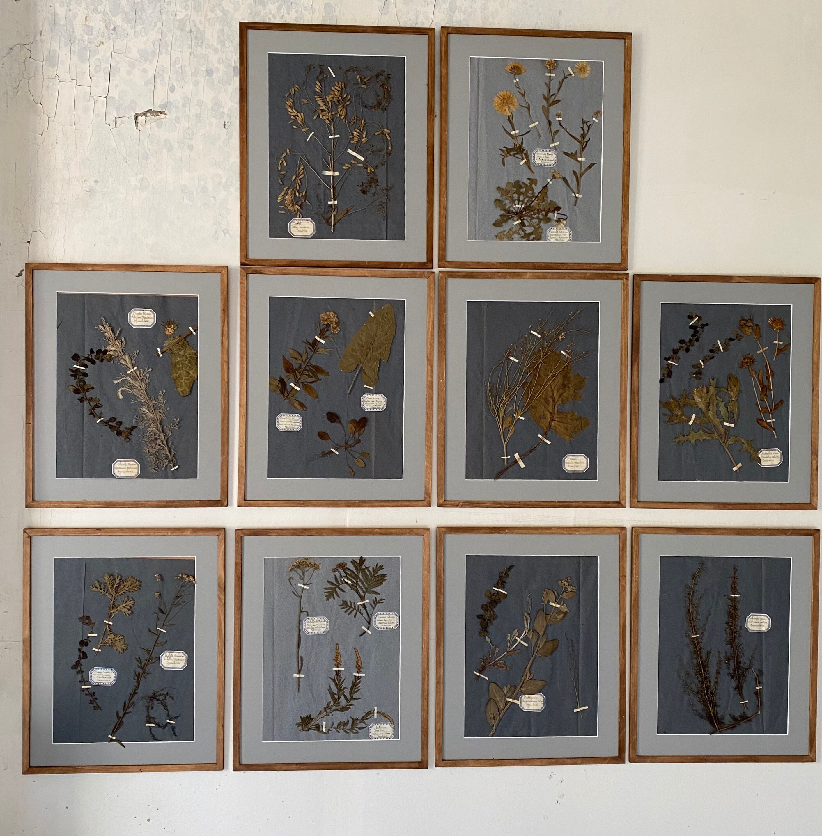 Herbarium