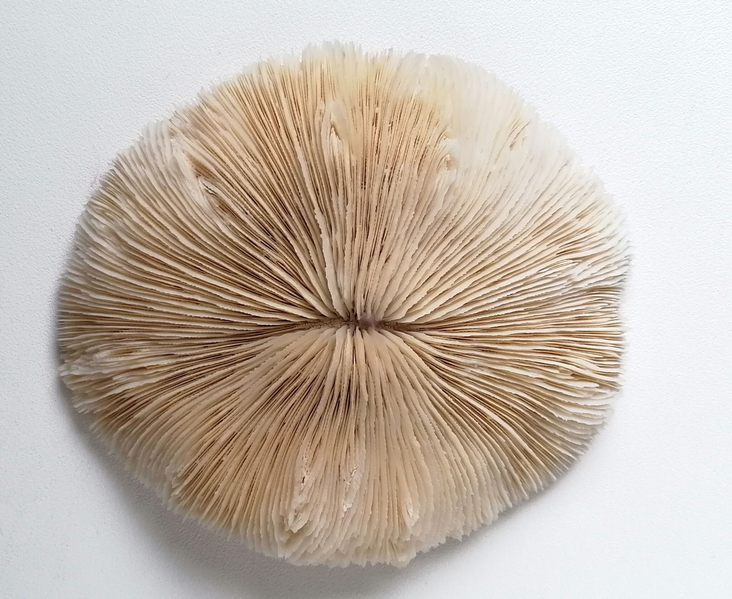 Authentic fungia coral 19 x 16 cm