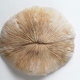 Authentic fungia coral 19 x 16 cm
