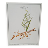 Oat botanical board