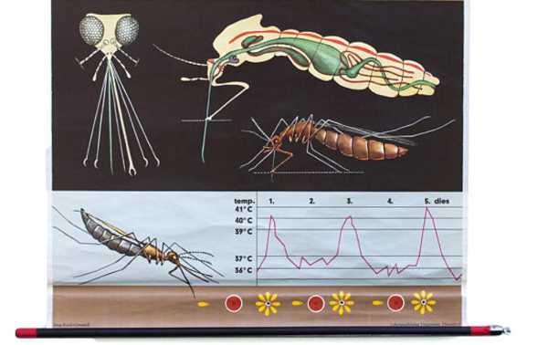 Affiche de l’école de Jung-Koch-Quentell, moustique, 1959