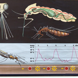 Poster of the Jung-Koch-Quentell School, Mosquito, 1959