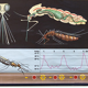Poster of the Jung-Koch-Quentell School, Mosquito, 1959