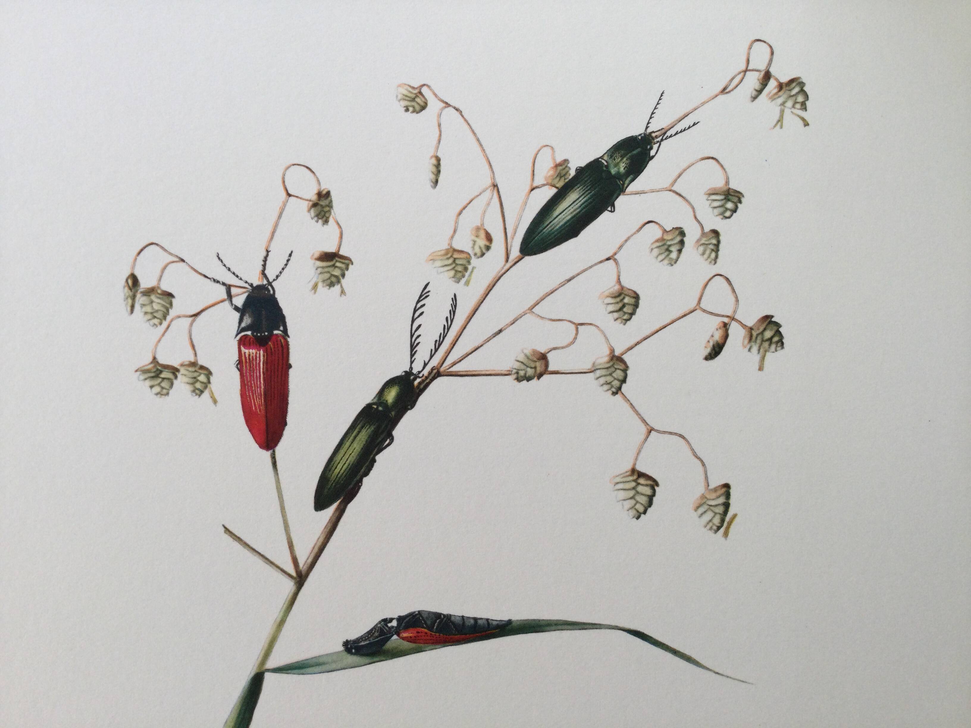 Antique illustration of click beetles, vintage print, 1960s