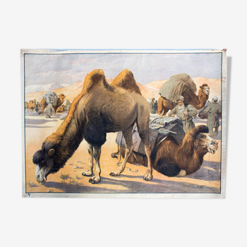 Camel Grid, Educational, 1891