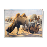 Camel Grid, Educational, 1891