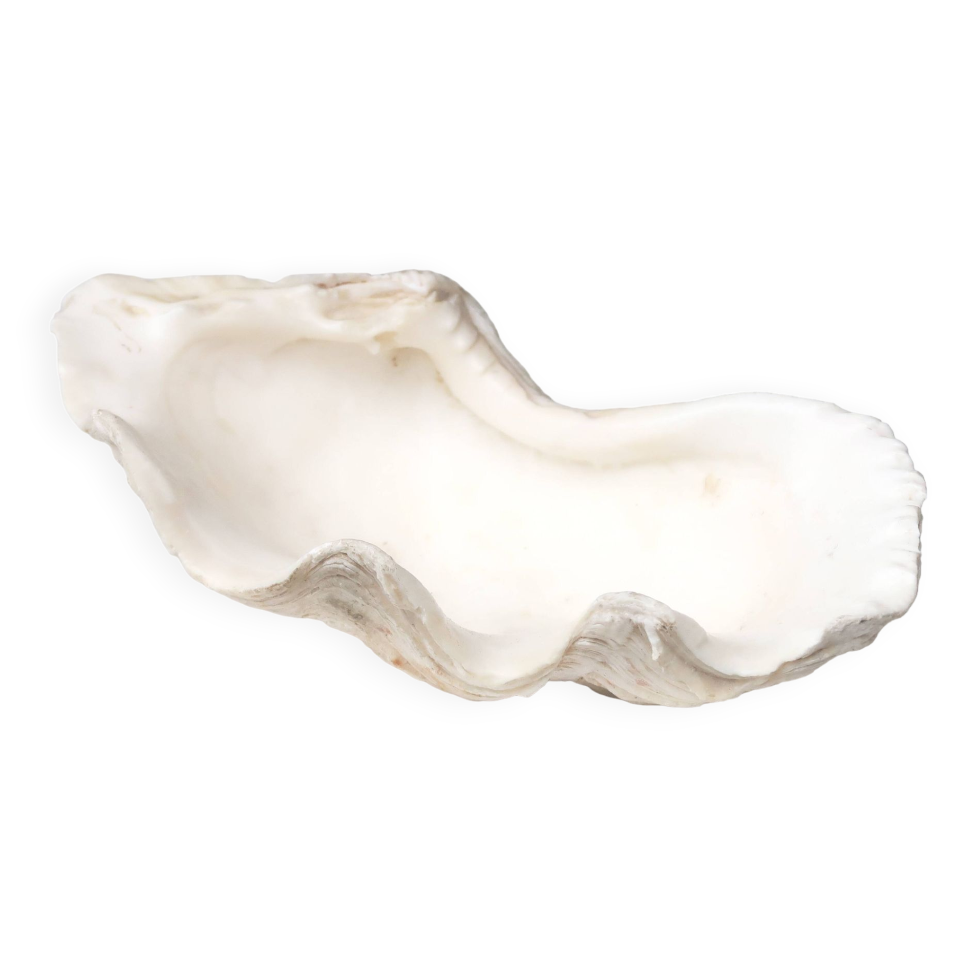 Vide poche coquillage bénitier, années 70