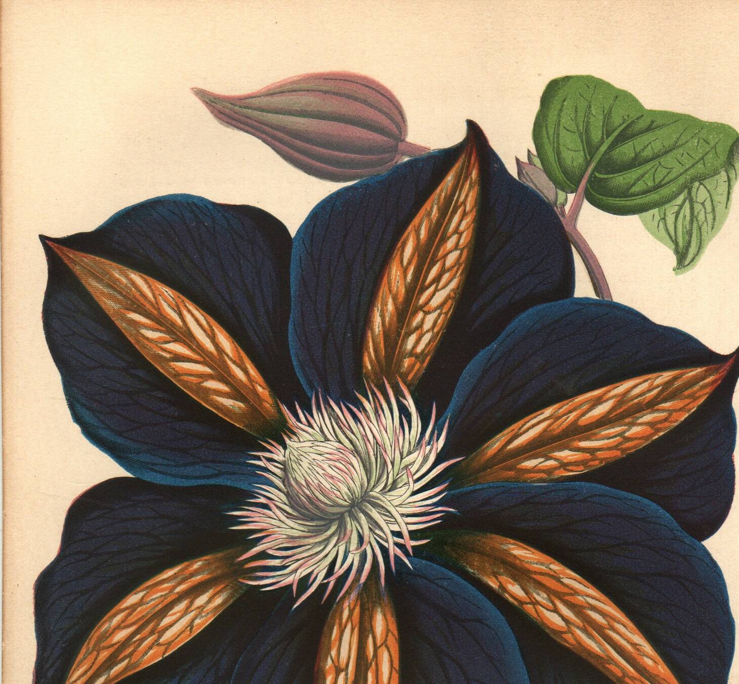 Vintage illustration - Clematis - Botanical engraving 1871 - old flower