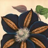 Vintage illustration - Clematis - Botanical engraving 1871 - old flower