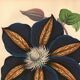 Vintage illustration - Clematis - Botanical engraving 1871 - old flower