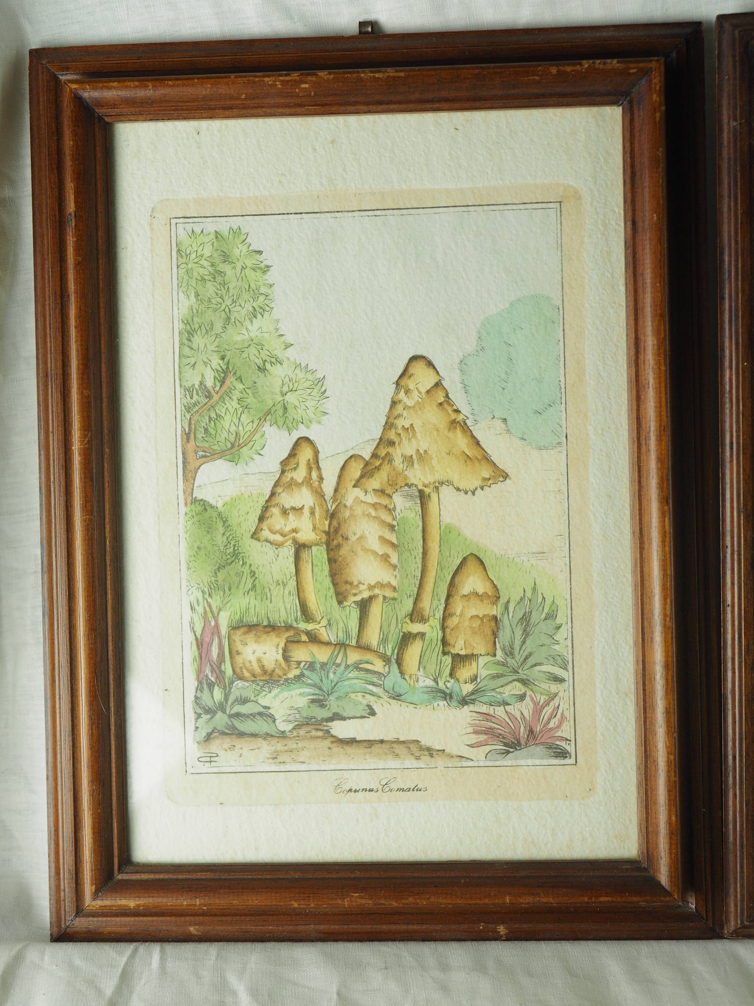 Pair of colorized mycological lithographs - Coprinus comatus, Psalliotta arvensis - 70s