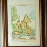 Pair of colorized mycological lithographs - Coprinus comatus, Psalliotta arvensis - 70s