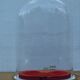 Oval wedding globe in glass 28 cm high