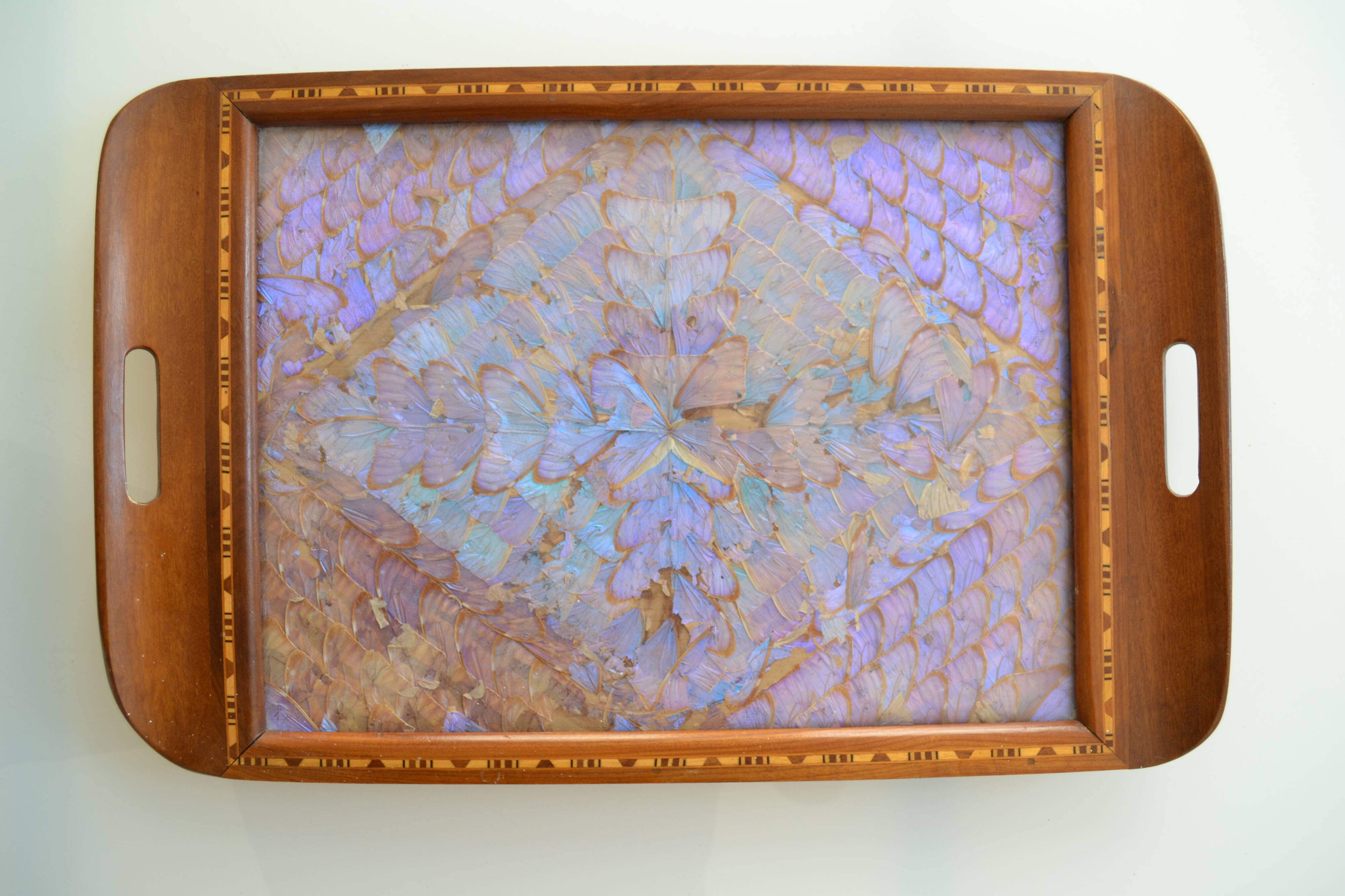 Plateau butterfly wings under glass exotic wood and marquetry Brazil