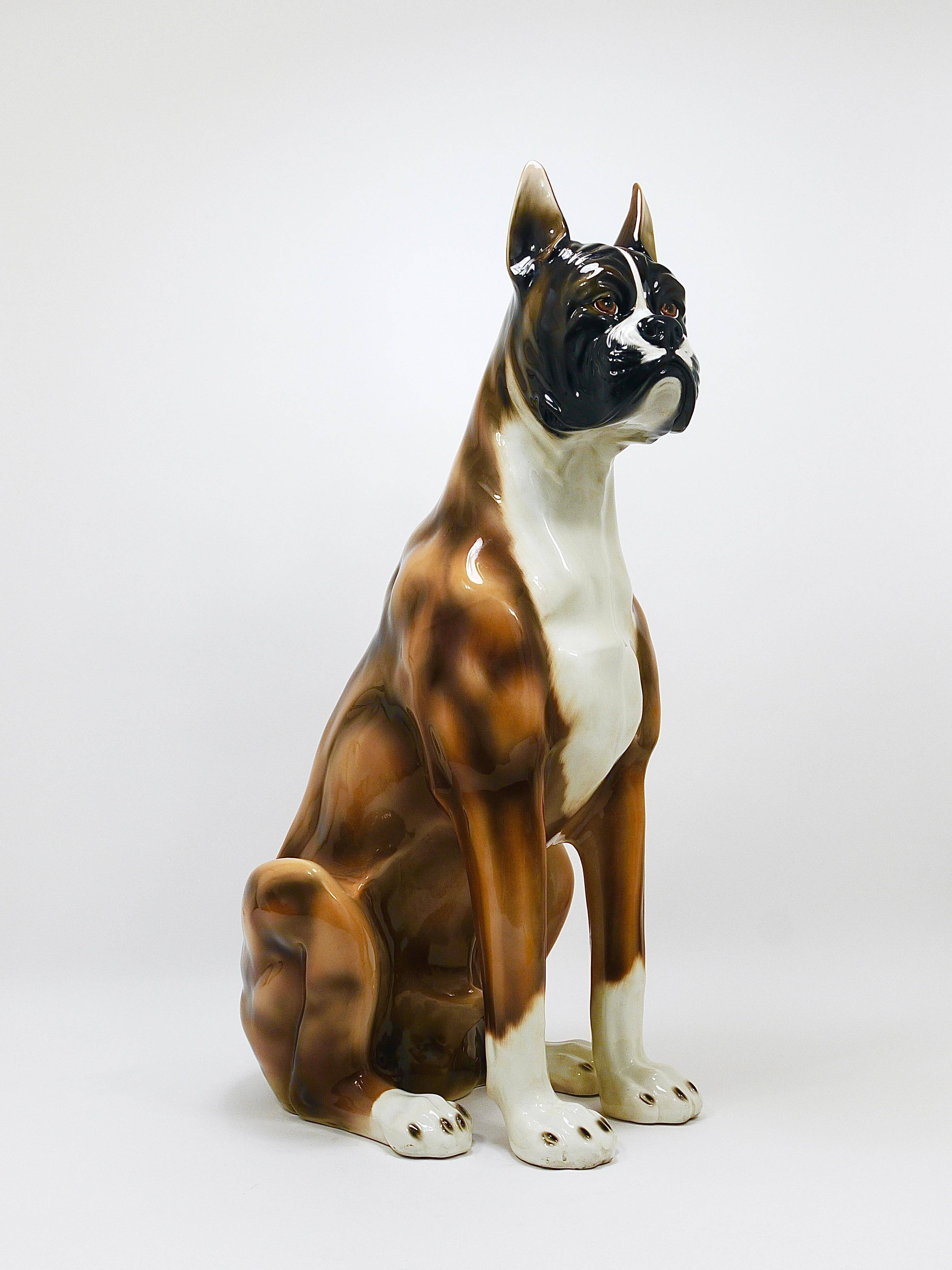Life-size boxer dog statue in majolica, glazed ceramic, Italy, 1970s.