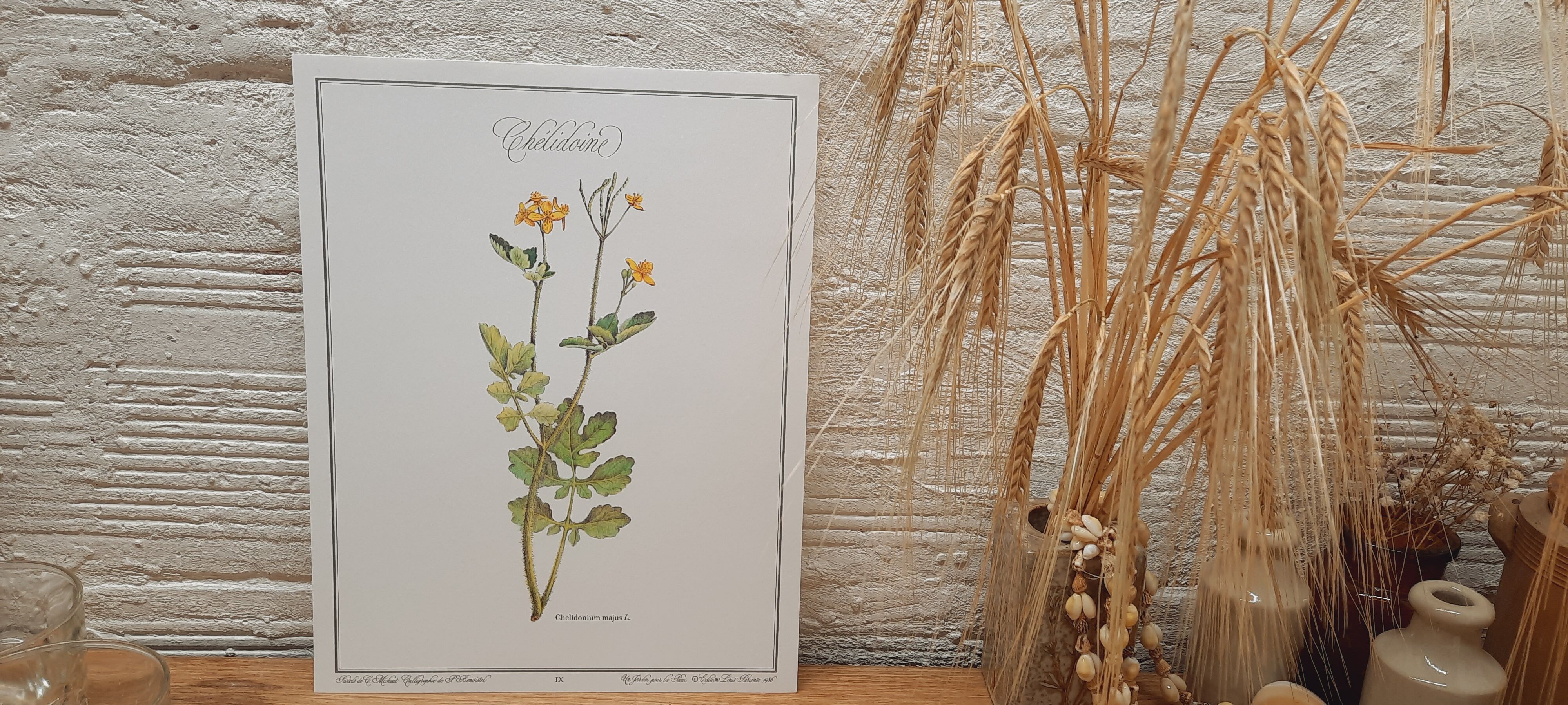 Botanical plate Chelidoine