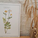 Botanical plate Chelidoine