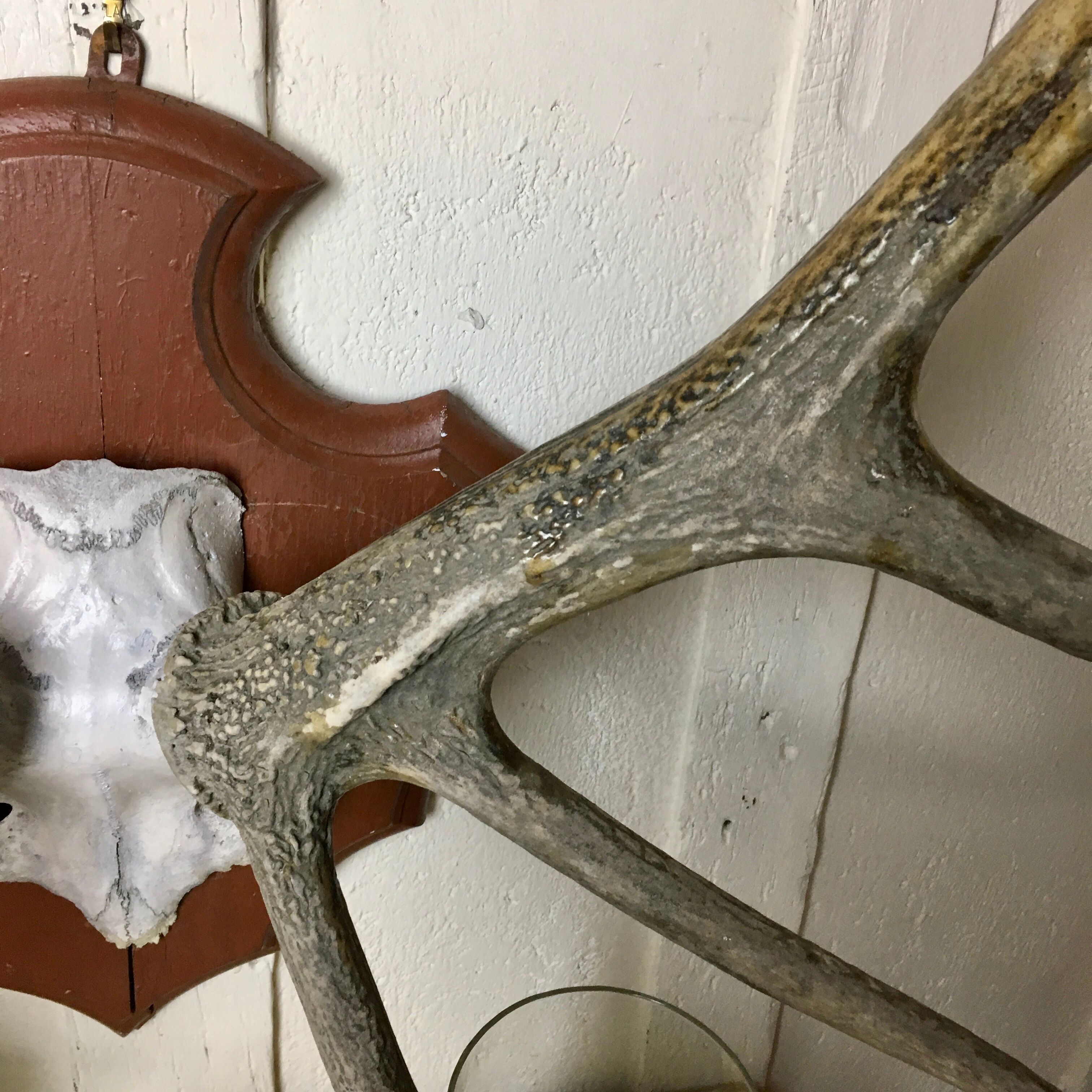 Massacre deer on wooden base