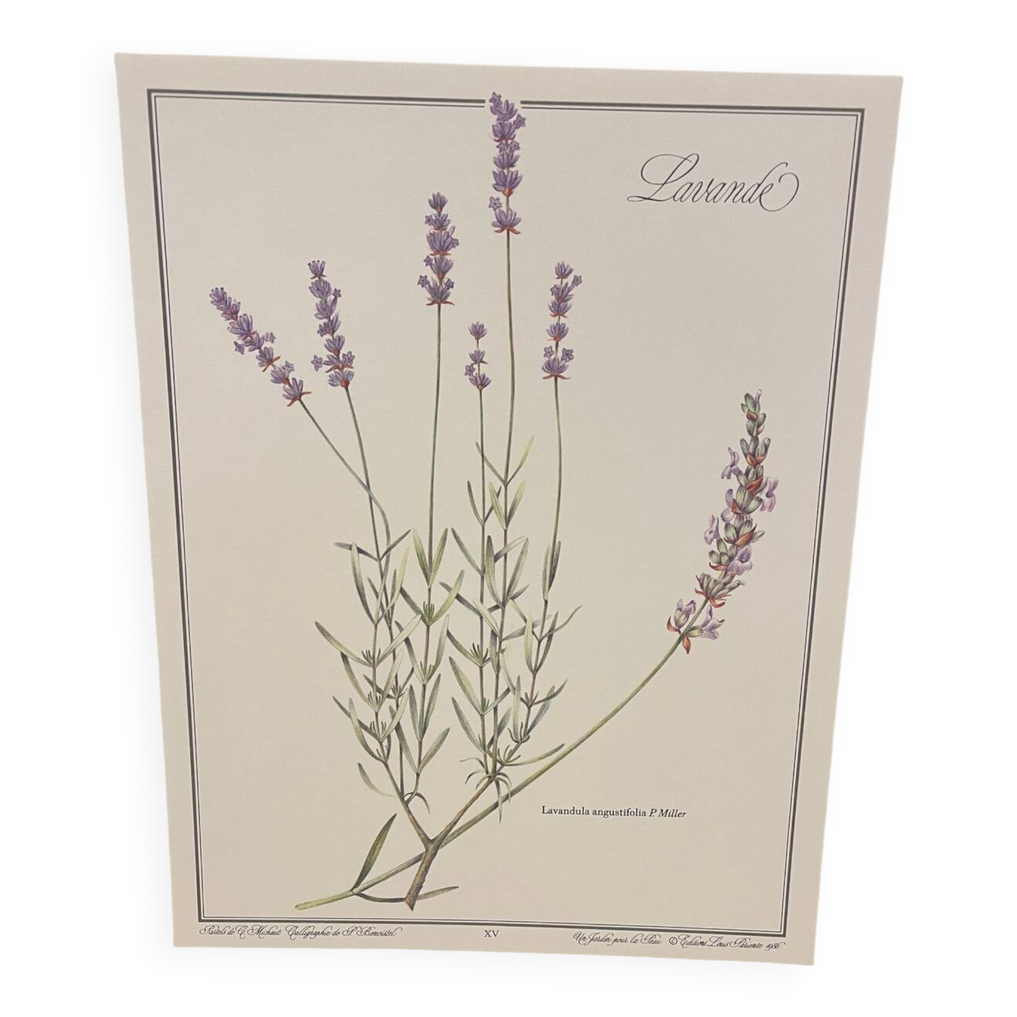 Botanical plate – Lavender – Louis Pariente, 1986