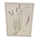 Botanical plate – Lavender – Louis Pariente, 1986