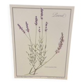Botanical plate – Lavender – Louis Pariente, 1986