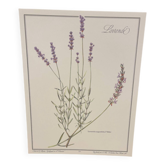 Botanical plate – Lavender – Louis Pariente, 1986
