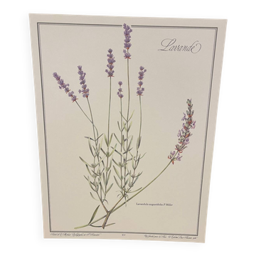 Botanical plate – Lavender – Louis Pariente, 1986