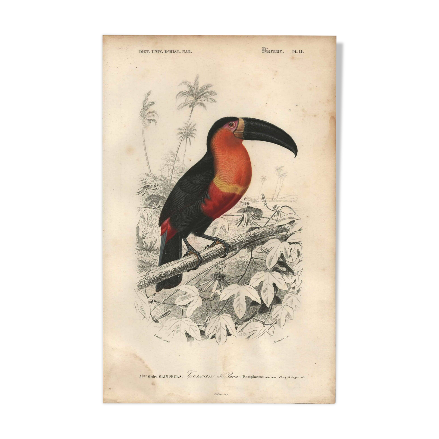 Gravure ancienne 1849 - Toucan par E.Travies. Lithographie iconique vintage