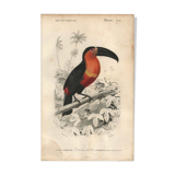 Gravure ancienne 1849 - Toucan par E.Travies. Lithographie iconique vintage