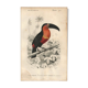 Antique engraving 1849 - Toucan by E. Travies. Vintage iconic lithograph