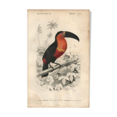Antique engraving 1849 - Toucan by E. Travies. Vintage iconic lithograph