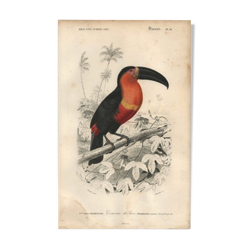 Gravure ancienne 1849 - Toucan par E.Travies. Lithographie iconique vintage