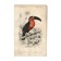 Antique engraving 1849 - Toucan by E. Travies. Vintage iconic lithograph