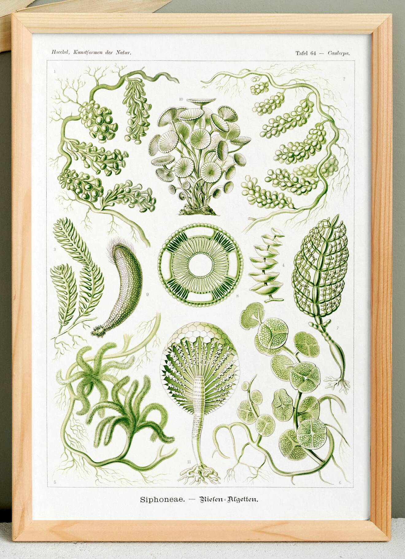 Poster about algae, based on an old lithograph from 1904.