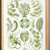 Poster about algae, based on an old lithograph from 1904.