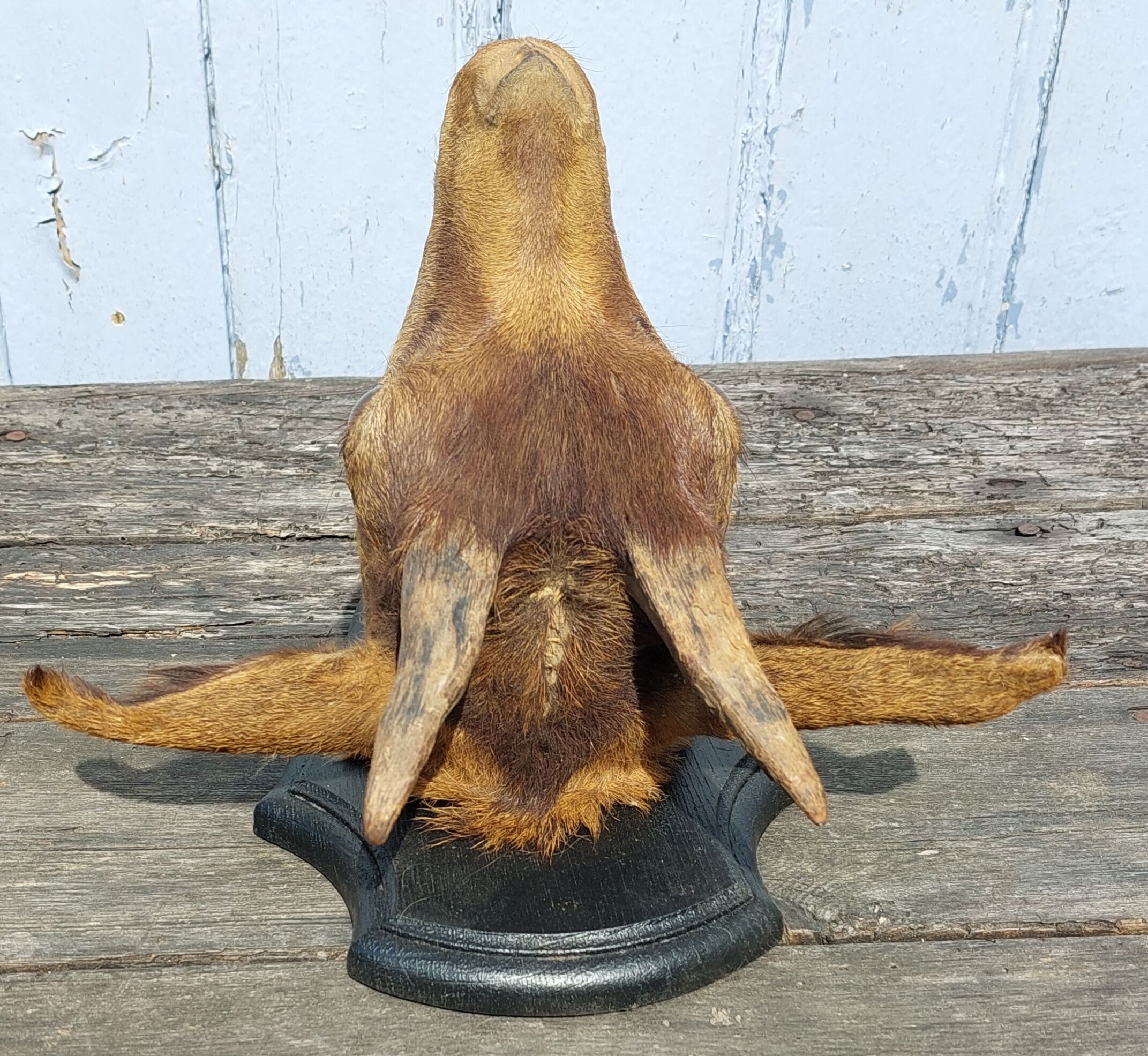 Goat hunting trophy