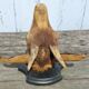 Goat hunting trophy
