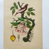 Antique engraving from 1839 - Apple tree and Pompadour - Hand-colored plate