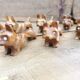 Set de 6 porte couteaux chien en bois