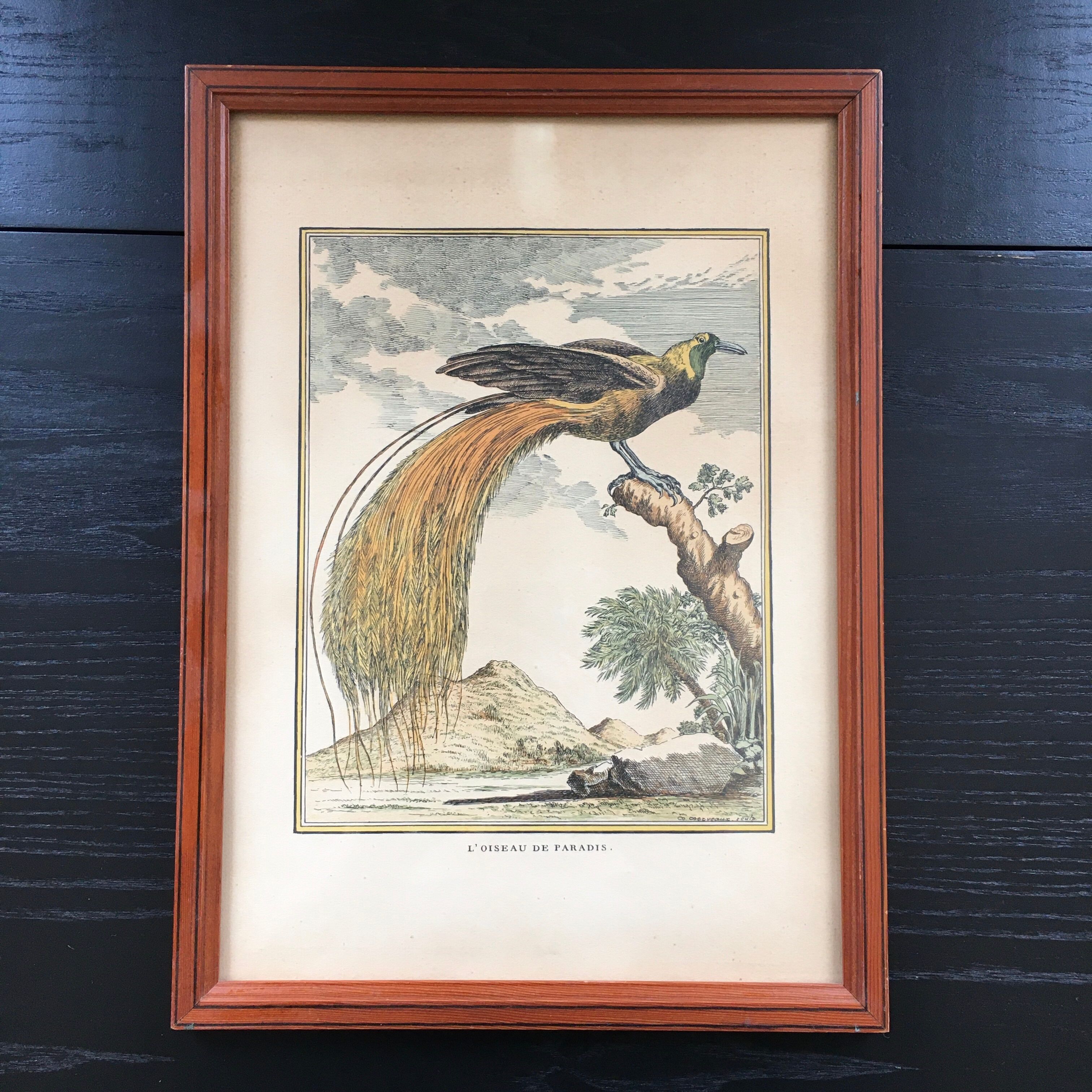 Illustration the bird of paradise