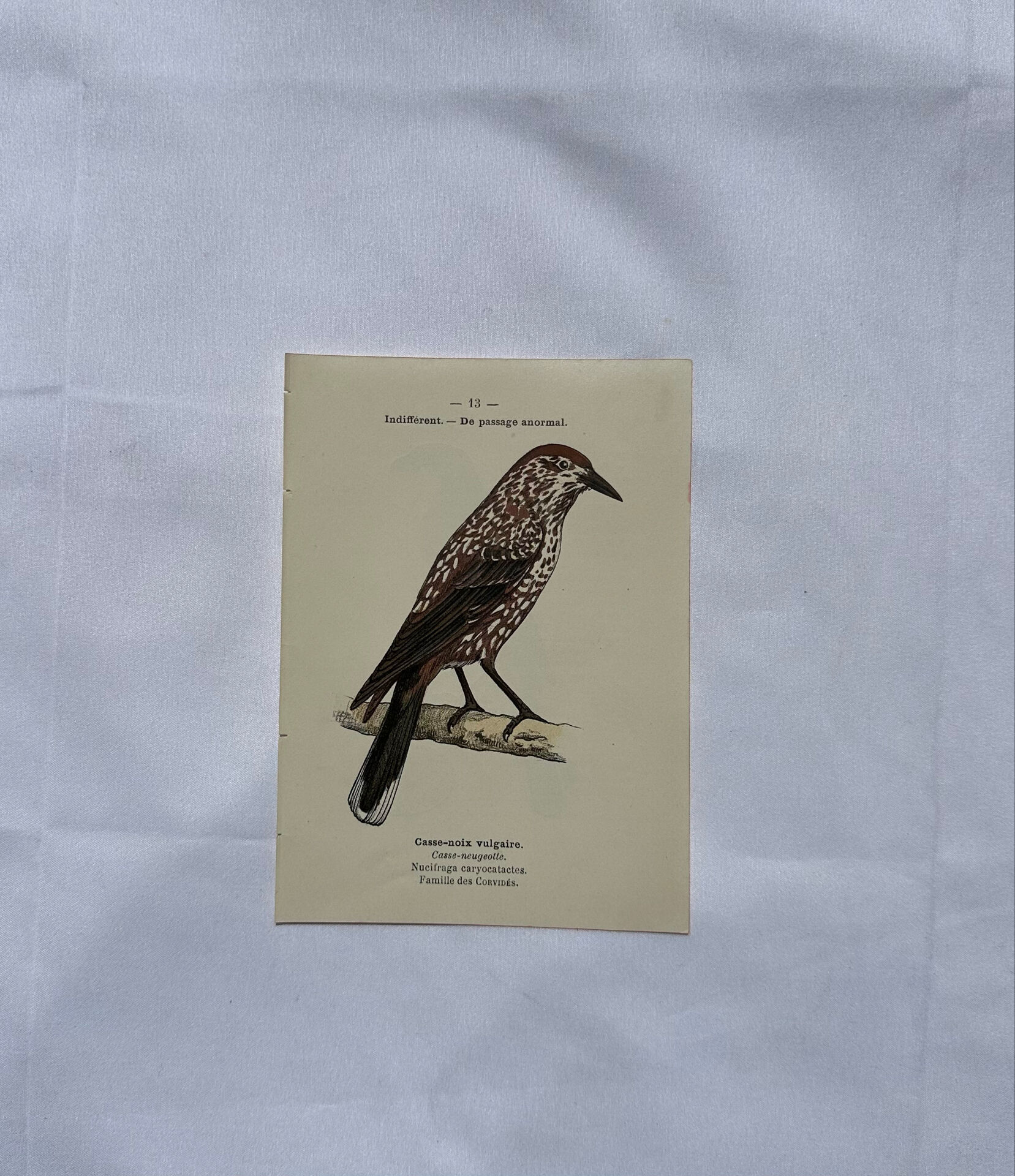 Planche Botanique Gravure oiseaux naturaliste  19eme recto verso  A
