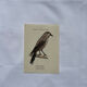 Planche Botanique Gravure oiseaux naturaliste  19eme recto verso  A